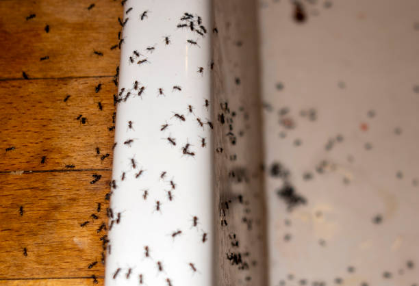 Best Termite Control Services  in Chesapeake, OH