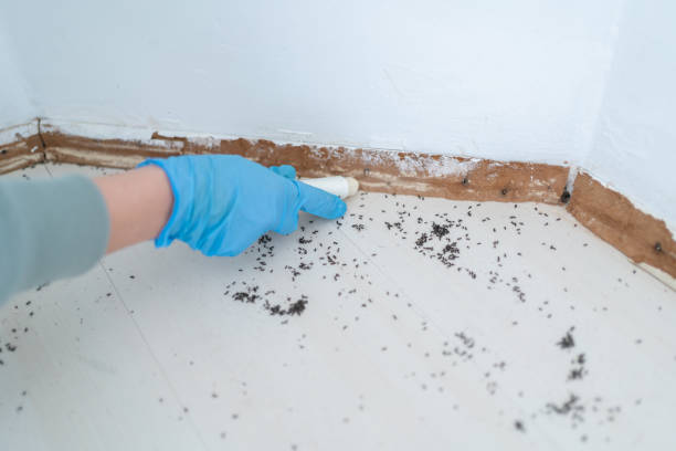Best Pest Prevention Services  in Chesapeake, OH
