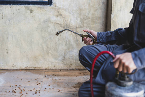 Best Wasp Removal Services  in Chesapeake, OH